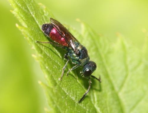 Réf. 344 860 : Chrysis (insperata-rutilans)